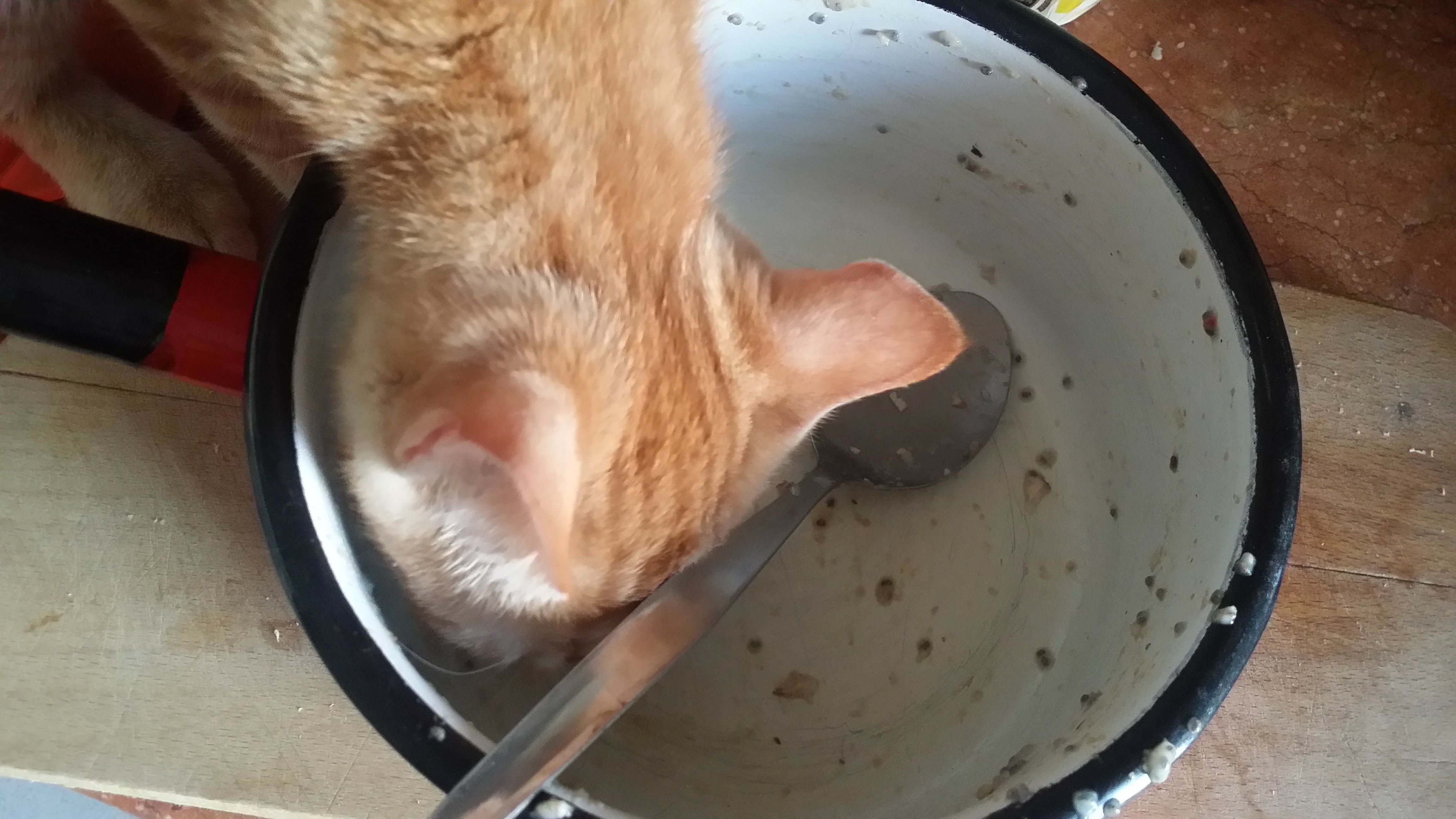 Powszechnie wiadomo, że koty są miłośnikami nasion chia.